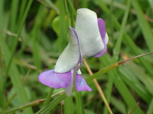 Vigna unguiculata