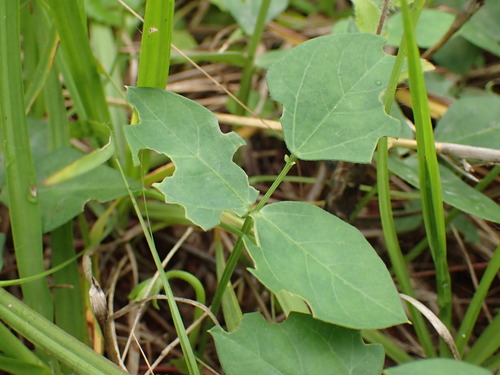 Vigna unguiculata