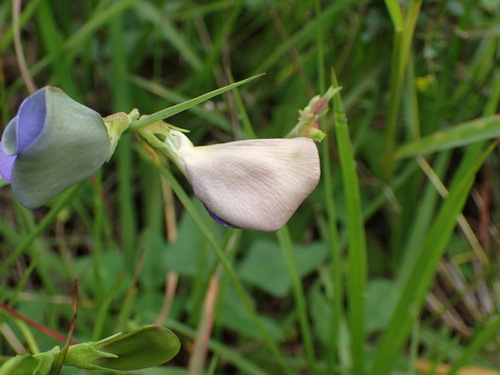 Vigna unguiculata
