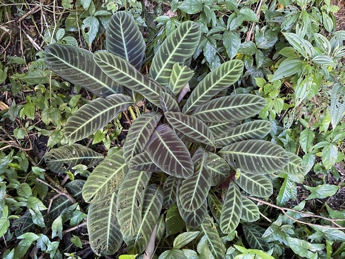 Goeppertia zebrina