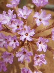 Abronia angustifolia
