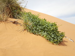 Epixiphium wislizeni