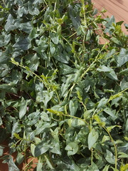 Epixiphium wislizeni