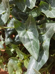 Epixiphium wislizeni