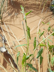 Epixiphium wislizeni