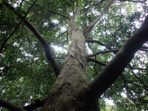 Celtis mildbraedii, photograph 4