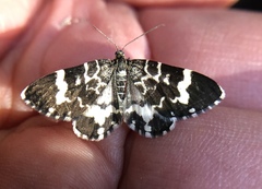 Trichodezia californiata