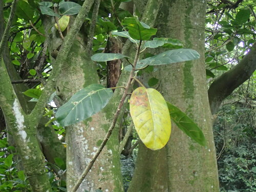 Image of Ficus lutea by (c) Mahomed Desai, some rights reserved (CC BY)