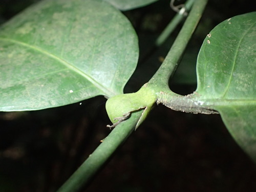 Image of Oxyanthus pyriformis by (c) Mahomed Desai, some rights reserved (CC BY)