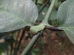 Oxyanthus pyriformis, photograph (c) Mahomed Desai, some rights reserved (CC BY)