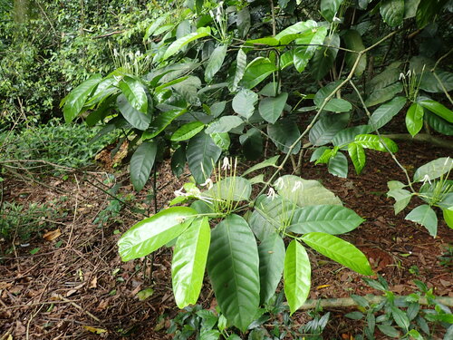 Hatpins Loquat (Oxyanthus pyriformis)