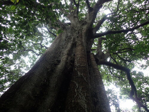 Fluted Milkwood (Donella viridifolia)