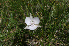 Calochortus minimus