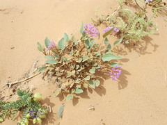 Abronia angustifolia