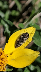 Acmaeodera vernalis