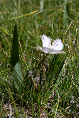 Calochortus minimus