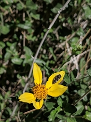 Acmaeodera vernalis