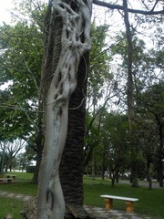 Ficus luschnathiana