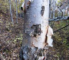 Betula costata