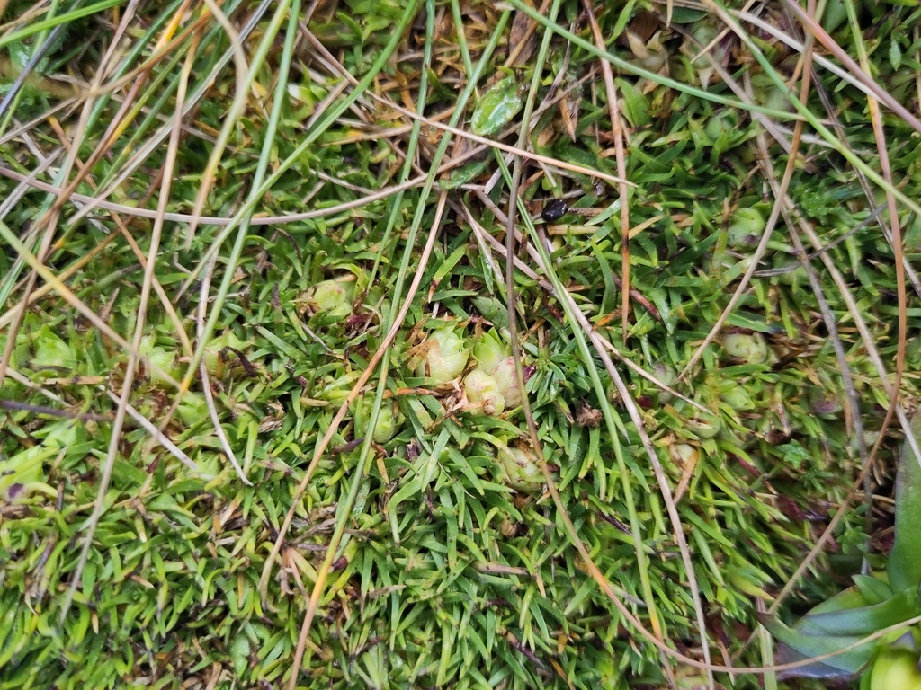 Jaapiella alpina