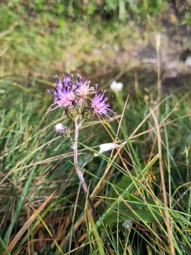 Saussurea discolor, photograph 4