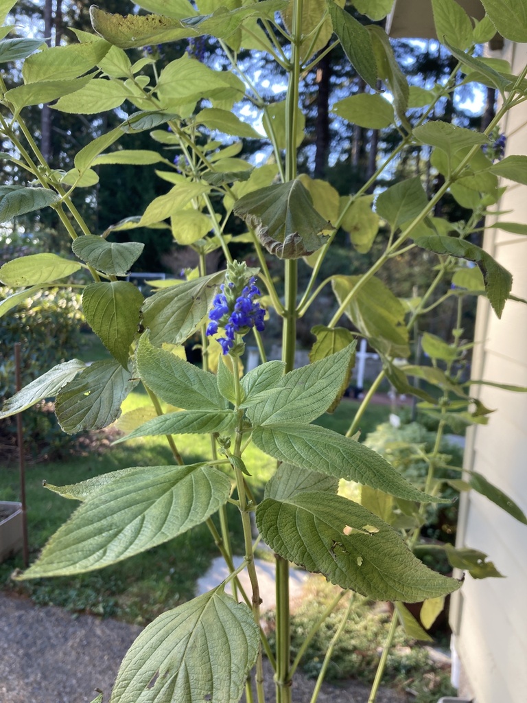 chia from Collard Lake Rd, Florence, OR, US on November 28, 2023 at 01
