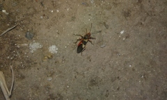 Oncopeltus unifasciatellus
