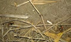 Oncopeltus unifasciatellus