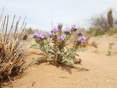 Phacelia popei