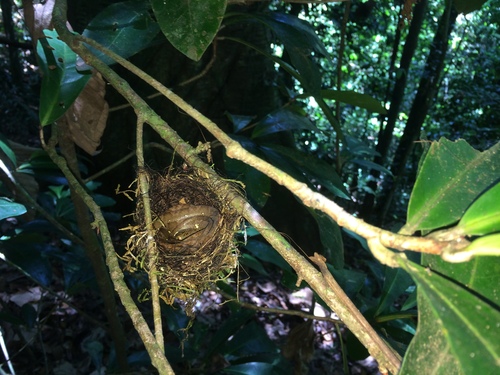 Neotropical Snail-eater