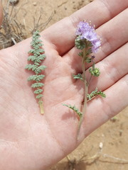 Phacelia popei