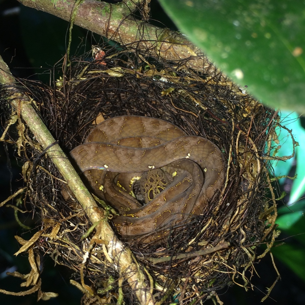 Neotropical Snail-eater