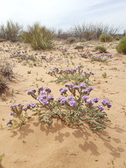 Phacelia popei