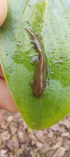 Bosca's newt, La Coruña, España, photo 7 of 10