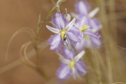 Image of Thysanotus baueri by (c) Rod Lowther, some rights reserved (CC BY)