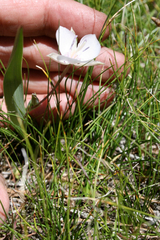Calochortus minimus