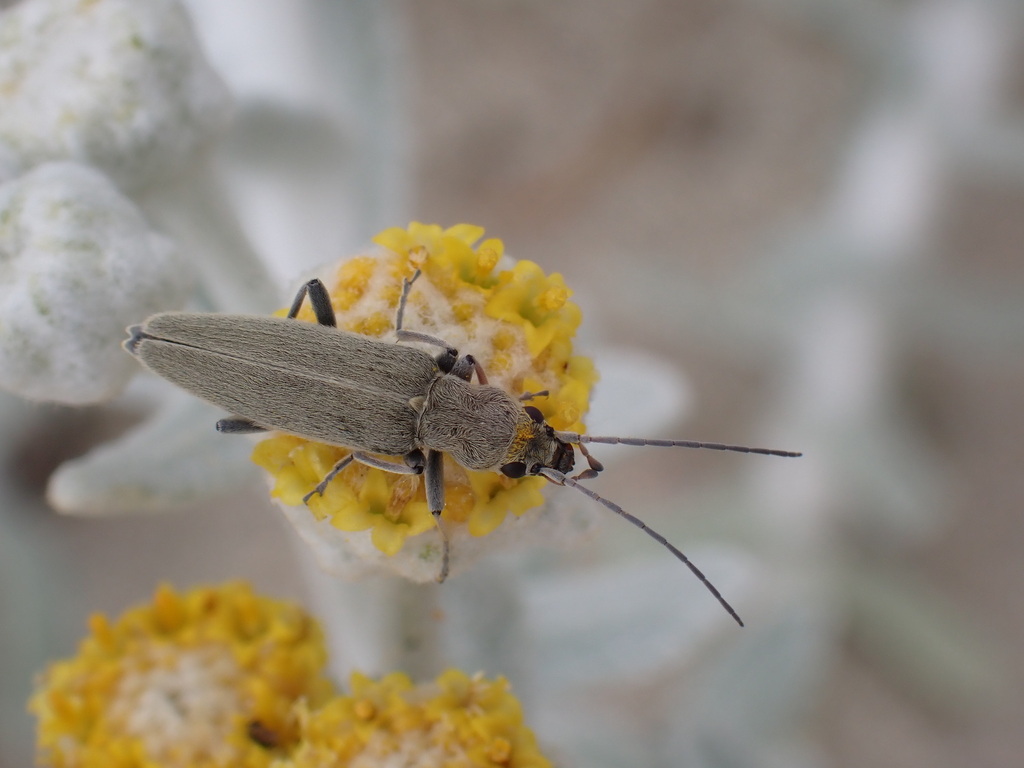 Chitona macedonica