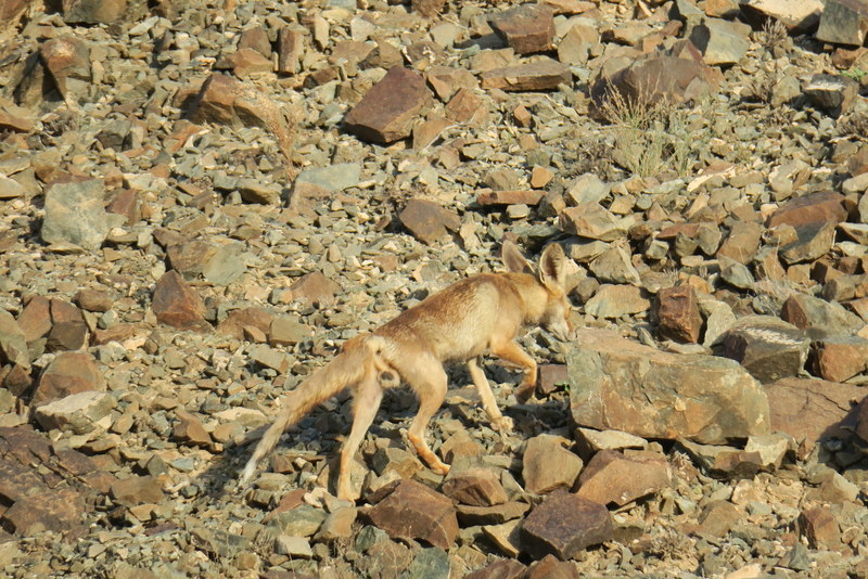 Arabian Red Fox from Sharjah, United Arab Emirates on April 15, 2016 by ...