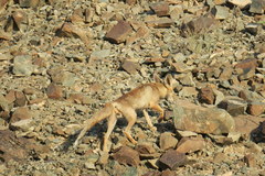 Vulpes vulpes arabica