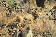 Vulpes vulpes arabica