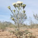 Desert Pincushion - Photo (c) Alex Abair, some rights reserved (CC BY-NC)