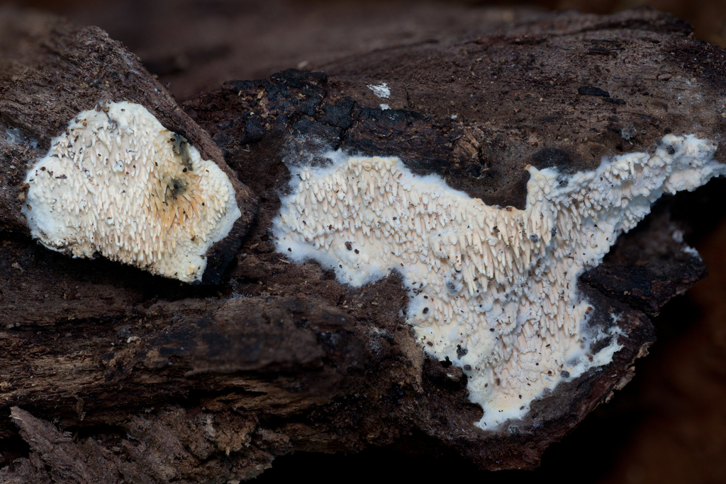 Dentipellis coniferarum