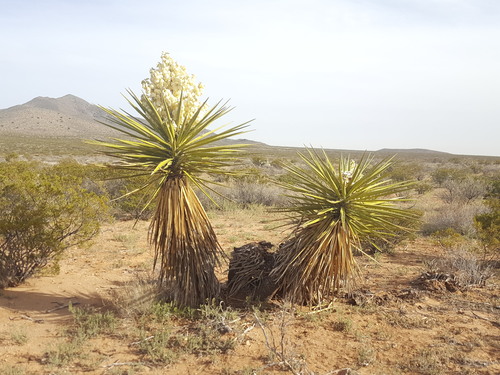 yucca torreyi