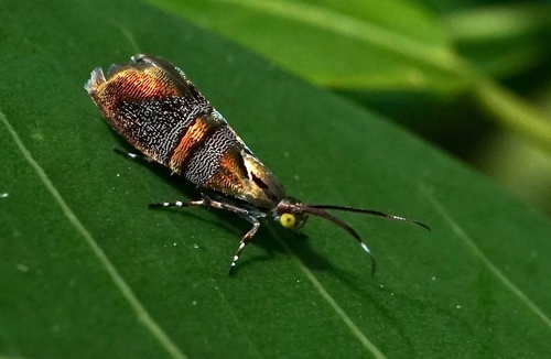 Slosson's metalmark moth photo 2