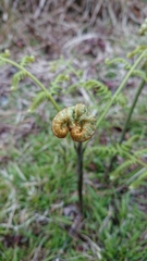 Pteridium revolutum