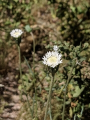 Chaenactis stevioides