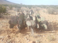 Opuntia macrocentra