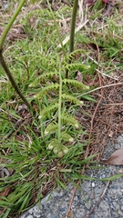 Pteridium revolutum