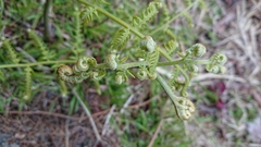 Pteridium revolutum