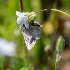 Schinia pulchripennis